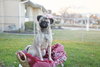 Butterbean - Photo 4