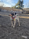 Butterbean - Photo 7