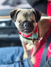 Butterbean - Photo 9