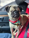 Butterbean - Photo 10