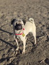 Butterbean - Photo 12