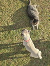 Butterbean - Photo 13