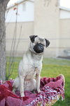 Butterbean - Photo 15