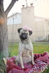 Butterbean - Photo 16