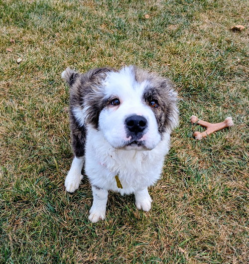 EVERGREENE - Collie available for adoption