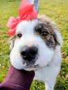 Evergreene - Photo 8