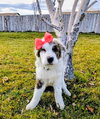 Evergreene - Photo 12