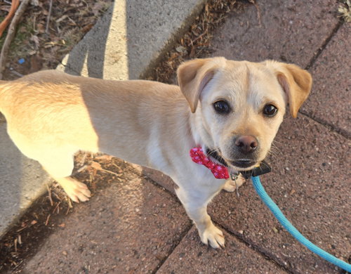 NOUGAT - Chihuahua available for adoption