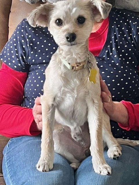 LORD GRAYSON - Yorkshire Terrier Yorkie available for adoption