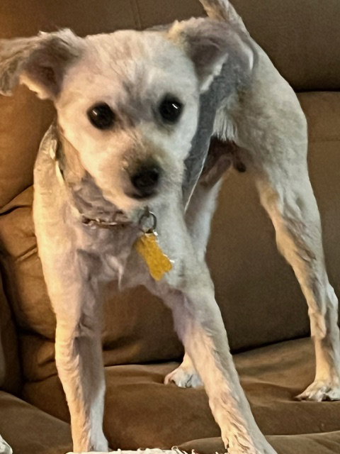 LORD GRAYSON - Yorkshire Terrier Yorkie available for adoption