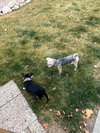 Lord Grayson - Photo 6