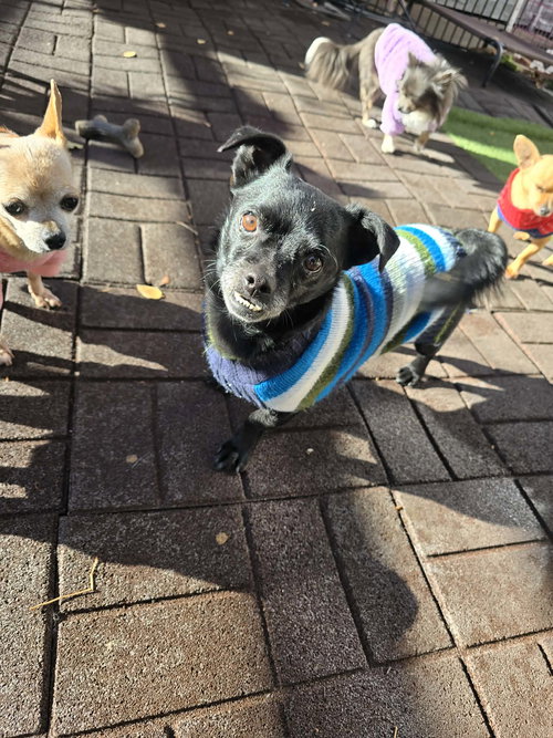 BULLET ROGAN - Chihuahua available for adoption