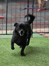 Bullet Rogan - Photo 11