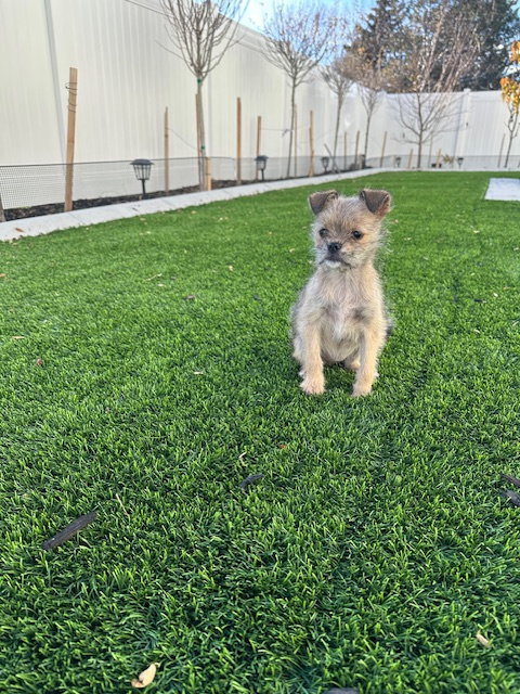 Little Lola Image