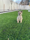Little Lola - Photo 1