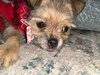 Little Lola - Photo 2