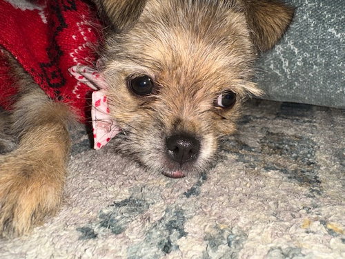 LITTLE LOLA - Border Collie / Cairn Terrier available for adoption