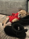 Little Lola - Photo 3