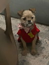 Little Lola - Photo 5