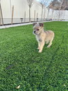 Little Lola - Photo 6
