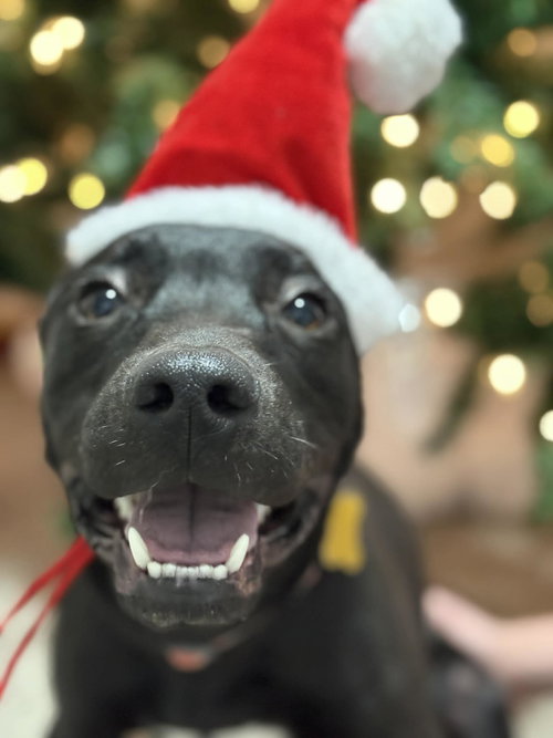picture of the dog needing adoption