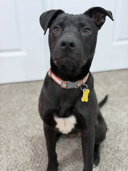 ETHAN - Cattle Dog available for adoption