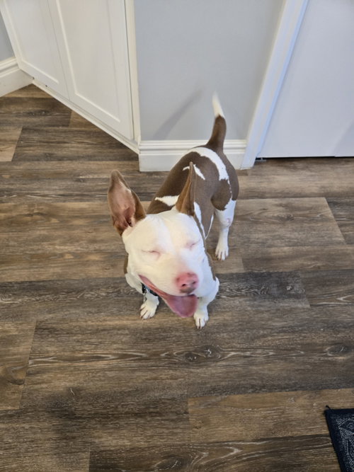ROSY - Pit Bull Terrier available for adoption