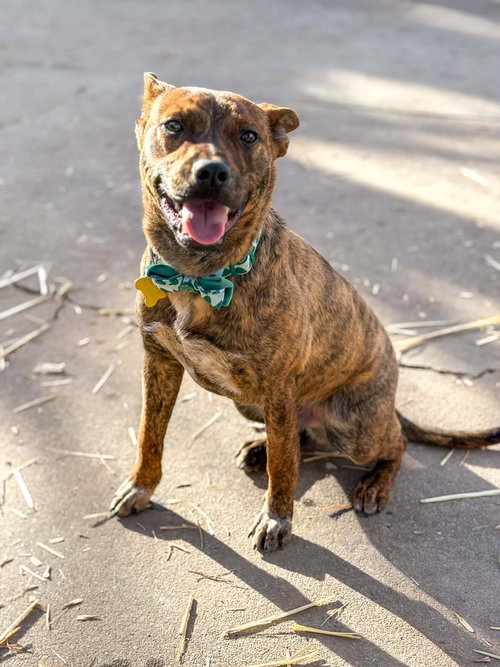 EVAN - Cattle Dog available for adoption