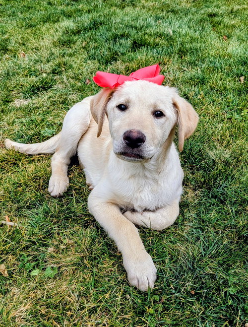AREBELLA - Poodle (Standard) / Labrador Retriever available for adoption