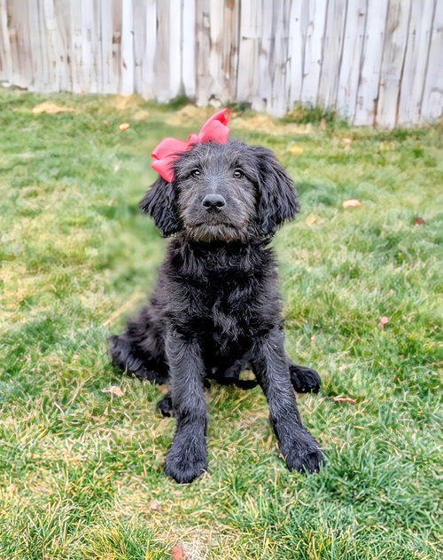 ARIANNAH - Poodle (Standard) / Labrador Retriever available for adoption