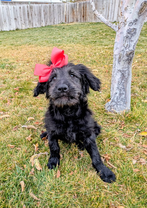 ARIANNAH - Poodle (Standard) / Labrador Retriever available for adoption