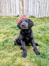 Ariannah - Photo 3