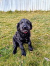 Ariannah - Photo 5