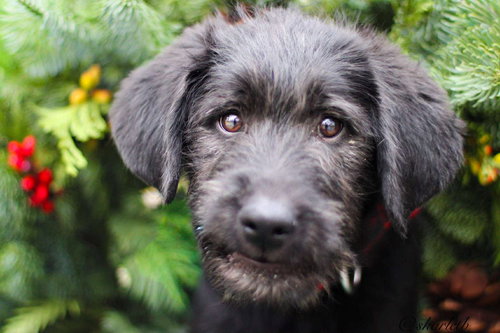 KRANZ - Poodle (unknown type) / Labrador Retriever available for adoption