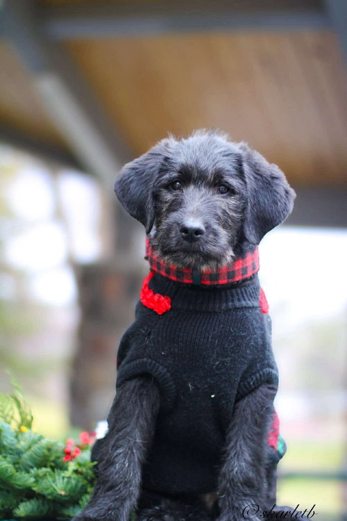 KRANZ - Poodle (unknown type) / Labrador Retriever available for adoption