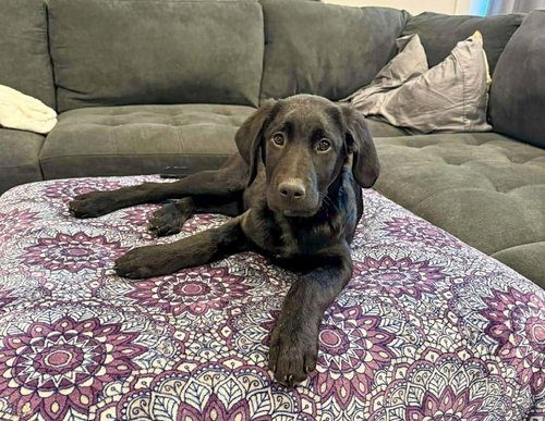 STERNI - Cane Corso Mastiff / Labrador Retriever available for adoption