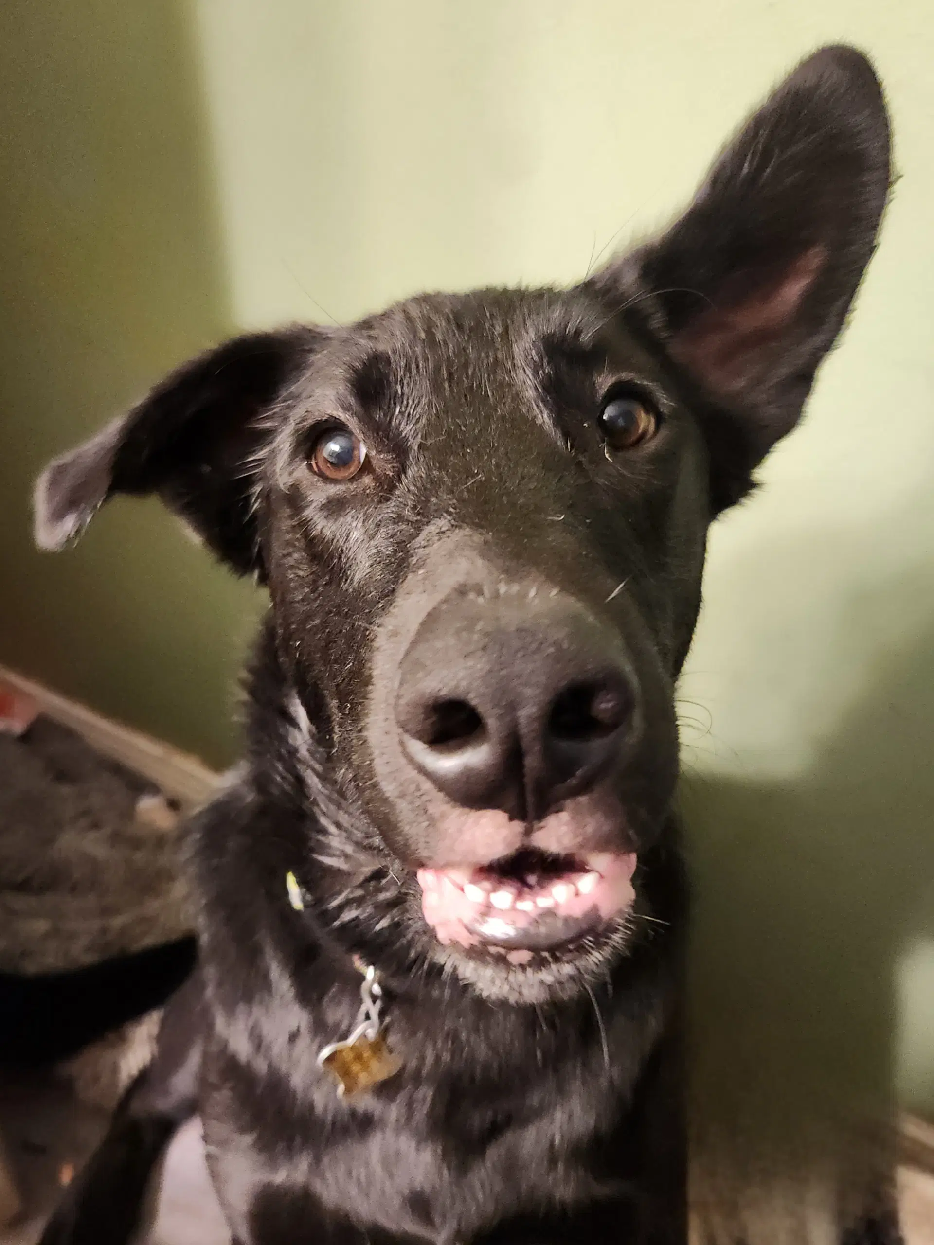 Reginald Dwight - Labrador Retriever