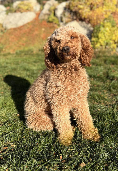 CHEERIE - Golden Retriever / Poodle (unknown type) available for adoption