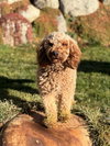 Cheerie - Photo 3