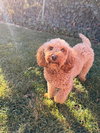 Cheerie - Photo 7