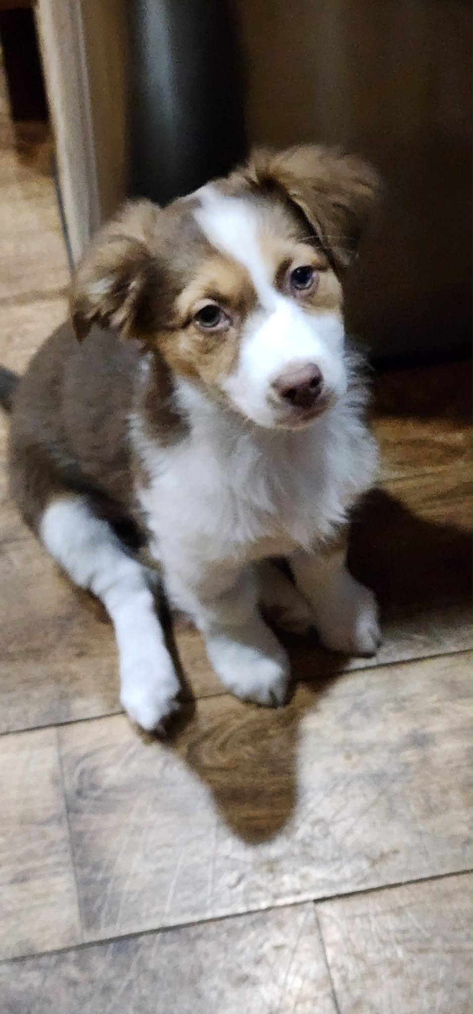 Eira