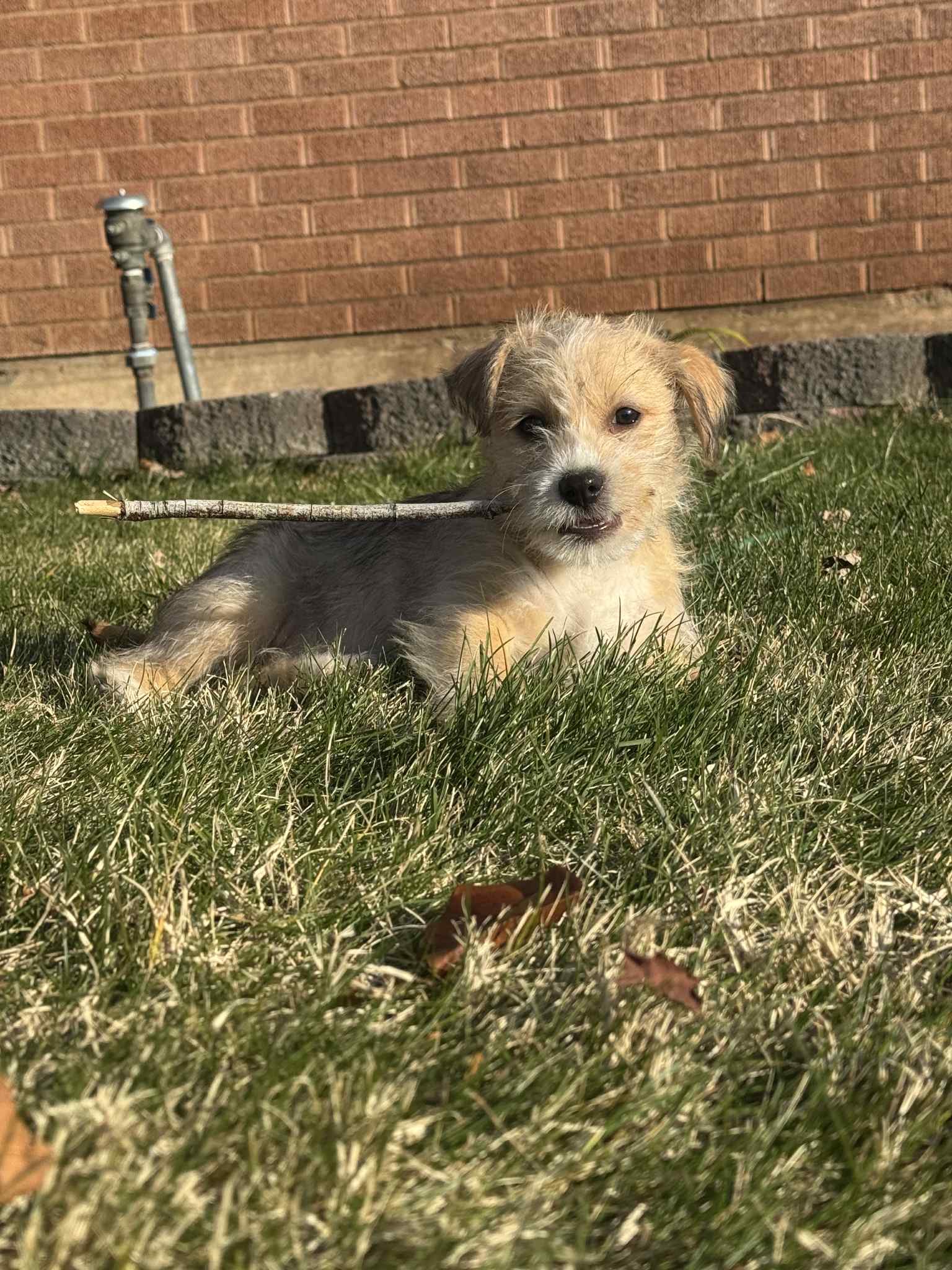 Minnie Fluff Image