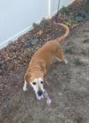 Brea - Photo 8