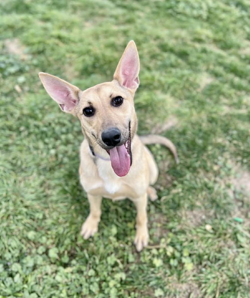 picture of the dog needing adoption
