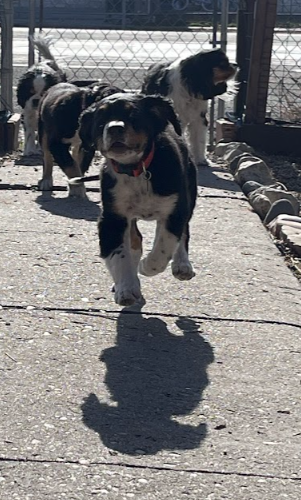 Butch Smudge Cassidy