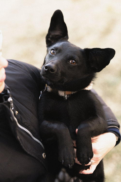 picture of the dog needing adoption