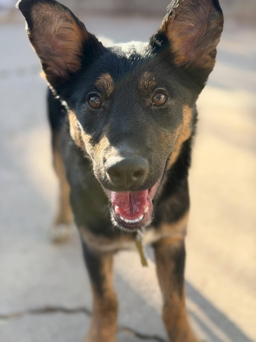 picture of the dog needing adoption