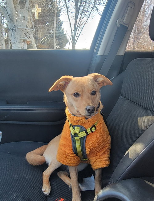 picture of the dog needing adoption