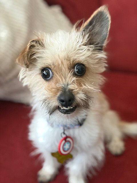 Pauly Pocket Image