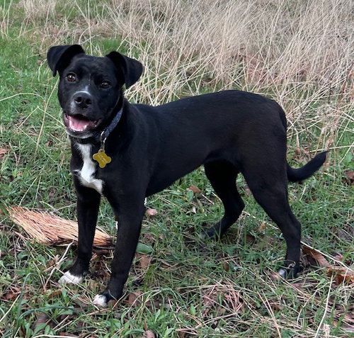 picture of the dog needing adoption